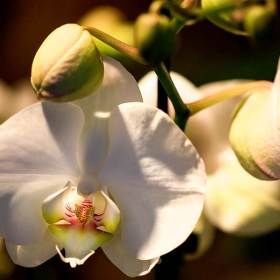 Afscheidsbloemen Heemskerk Bloemisten